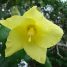 Hibiscus pernambucensis