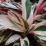 Ctenanthe oppenheimiana “Tricolor”