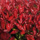 Photinia x fraseri