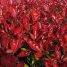 Photinia x fraseri