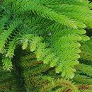 Araucaria heterophylla