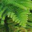 Araucaria heterophylla