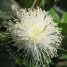 Psidium guajava