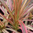 Dracaena marginata “Tricolor”