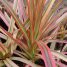 Dracaena marginata “Tricolor”