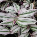 Tradescantia fluminensis “Albovittata”