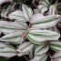 Tradescantia fluminensis “Albovittata”