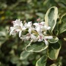 Ligustrum sinense “Variegatum”