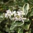 Ligustrum sinense “Variegatum”