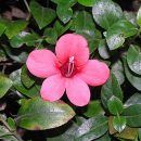 Barleria repens