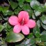Barleria repens