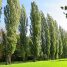 Populus nigra “Italica”
