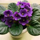 Saintpaulia ionantha