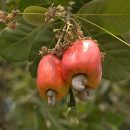 Anacardium occidentale