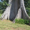 Ceiba pentandra