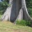 Ceiba pentandra