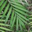Chamaedorea seifrizii