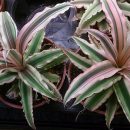 Cryptanthus