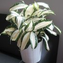 Dracaena surculosa