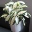 Dracaena surculosa