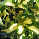 Euonymus japonicus