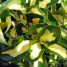 Euonymus japonicus