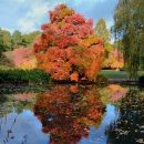 Liriodendron tulipifera