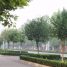 Ligustrum lucidum