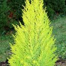 Cupressus macrocarpa “Goldcrest”