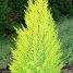 Cupressus macrocarpa “Goldcrest”