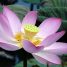 Nelumbo nucifera