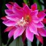Epiphyllum hybrido