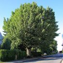 Quercus robur