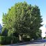 Quercus robur