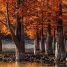 Taxodium distichum