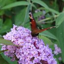 Buddleja davidii
