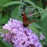 Buddleja davidii