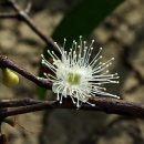 Plinia glomerata