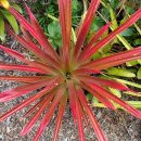 Dyckia spp