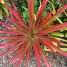 Dyckia spp