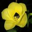 Bauhinia tomentosa