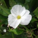 Echinodorus grandiflorus