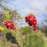 Opuntia elata
