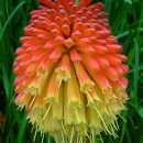 Kniphofia uvaria