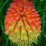 Kniphofia uvaria