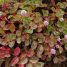 Polygonum capitatum