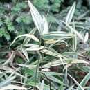 Sasa masamuneana “Albostriata”