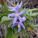 Solanum seaforthianum