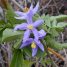 Solanum seaforthianum