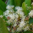 Pimenta dioica